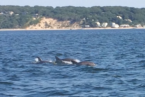 Rare dolphin sighting in Long Island Sound: Unusually large group of dolphins spotted near Riverhead - RiverheadLOCAL