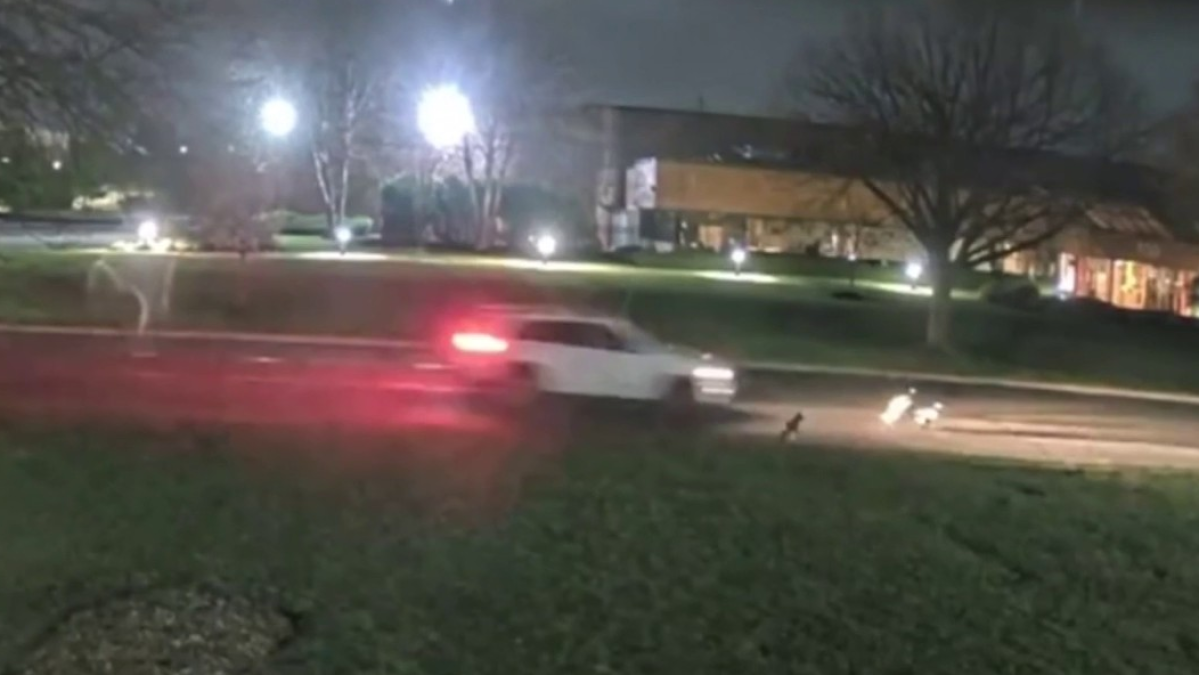 ‘Disturbing' video shows SUV driver targeting geese on Long Island, SPCA says - NBC New York