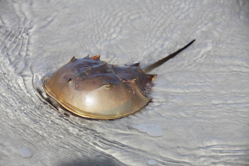 Opinion | Hochul has another chance to protect horseshoe crabs - RiverheadLOCAL