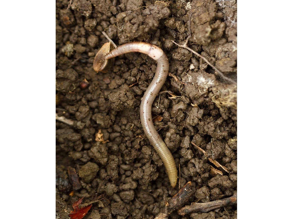 Invasive Jumping Worms Spreading Across US, Including In NY - Patch