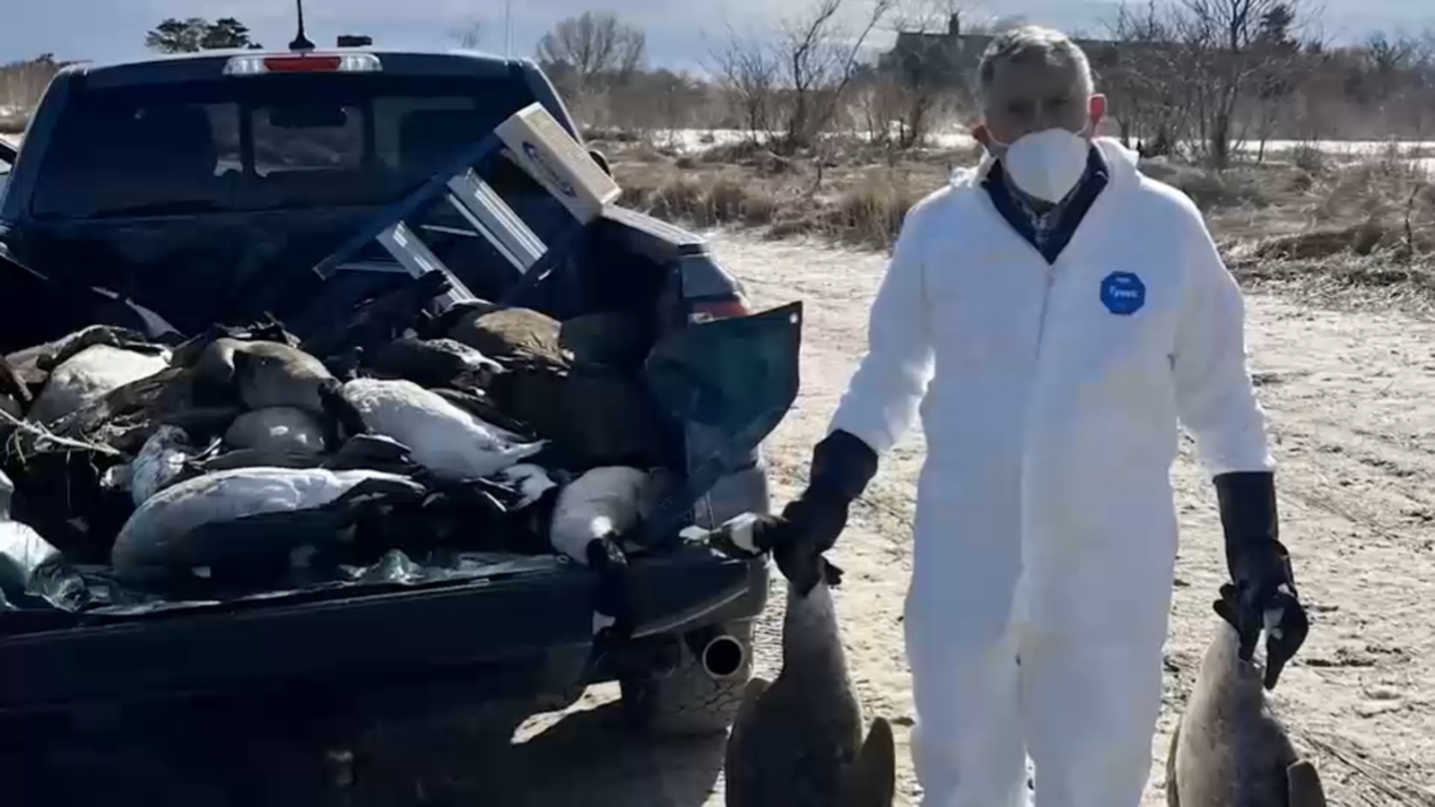 Long Island bird flu outbreak prompts officials to warn public on East End - ABC7 New York