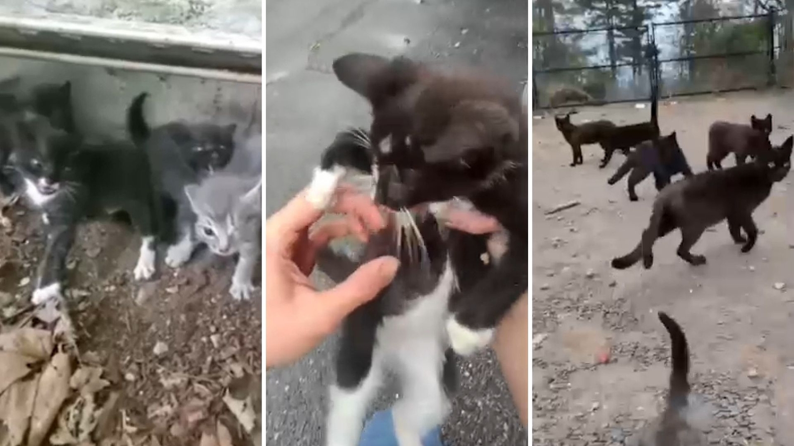 Long Island feral cat population sparks concerns after harsh winter - ABC7 New York