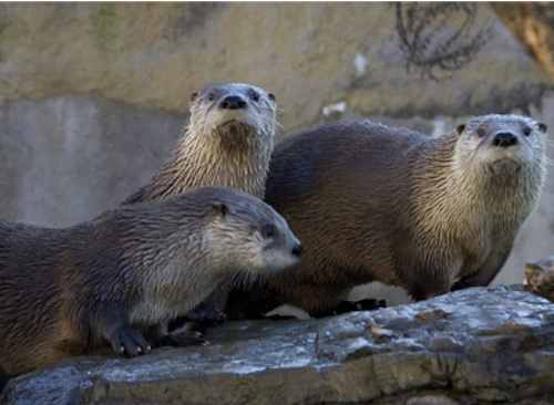 Otters born at Riverhead aquarium Utah bound - RiverheadLOCAL