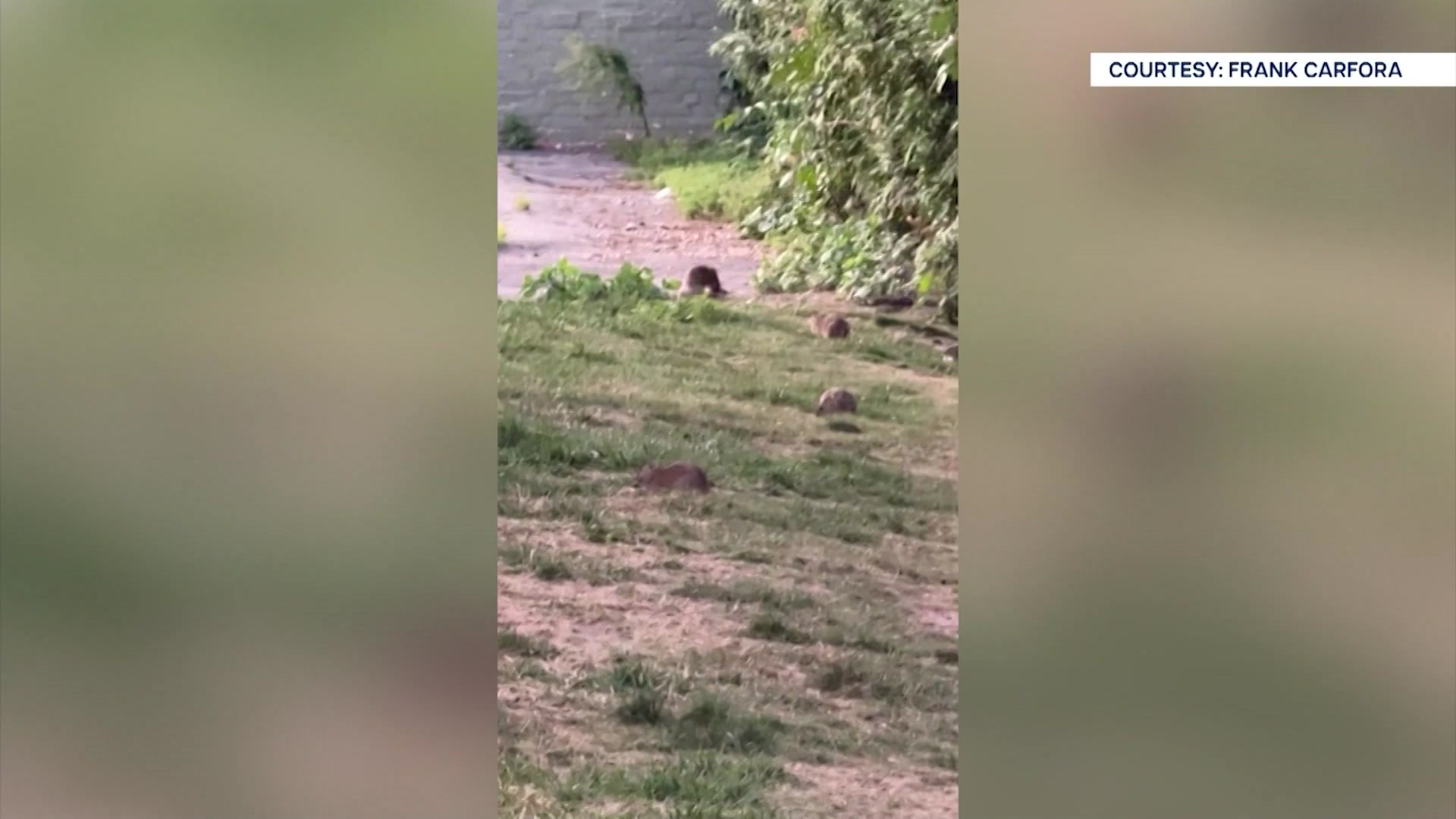 Rats in Huntington: Town says it’s working with Suffolk to find source of infestation - News 12