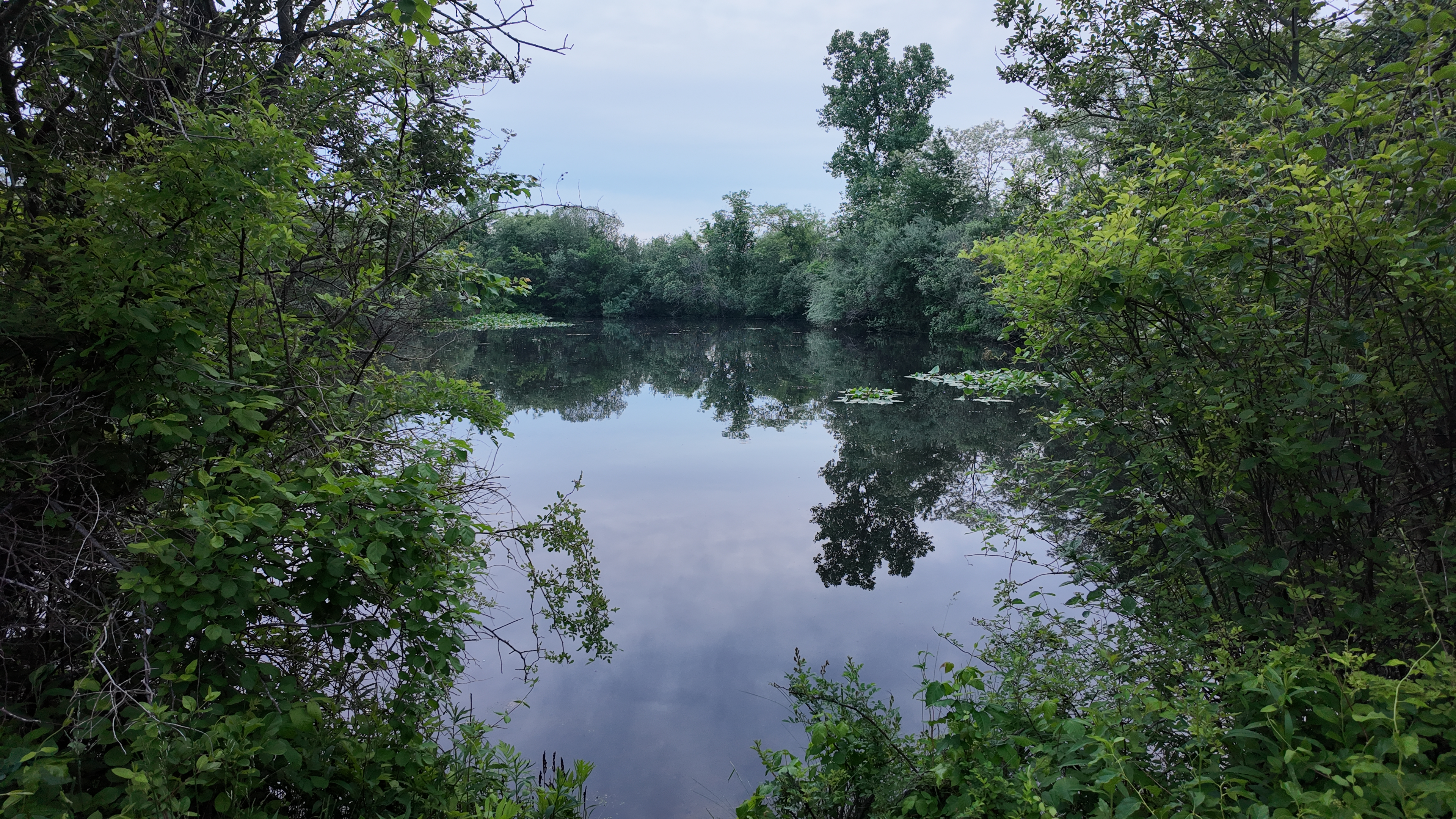 New York DEC expands investigation after invasive northern snakehead fish found in Suffolk County pond for the first time - News12 | Long Island