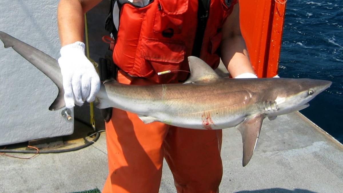 9-foot sharks recently tracked off Long Island as summer beach season begins - NBC New York