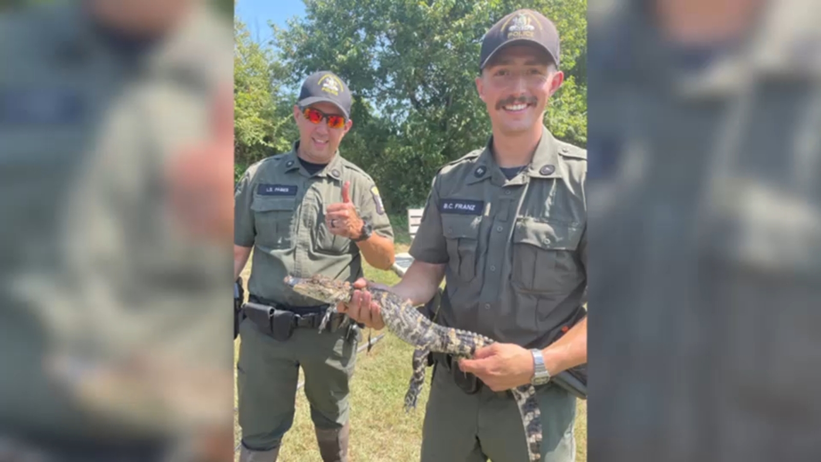 Alligator found abandoned, illegally dumped in pond in Freeport in Nassau County, Long Island NY - ABC7 New York