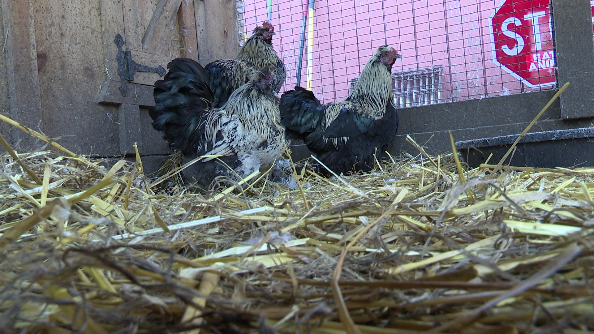 Da Aquebogue Man Faces Animal Cruelty Charges For A Second Time - News12 | Long Island