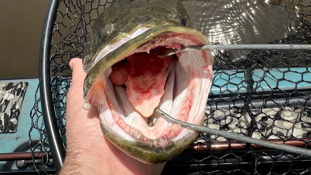 Officials race to contain first Long Island snakehead after air-breathing predator turns up in Suffolk pond - Yahoo