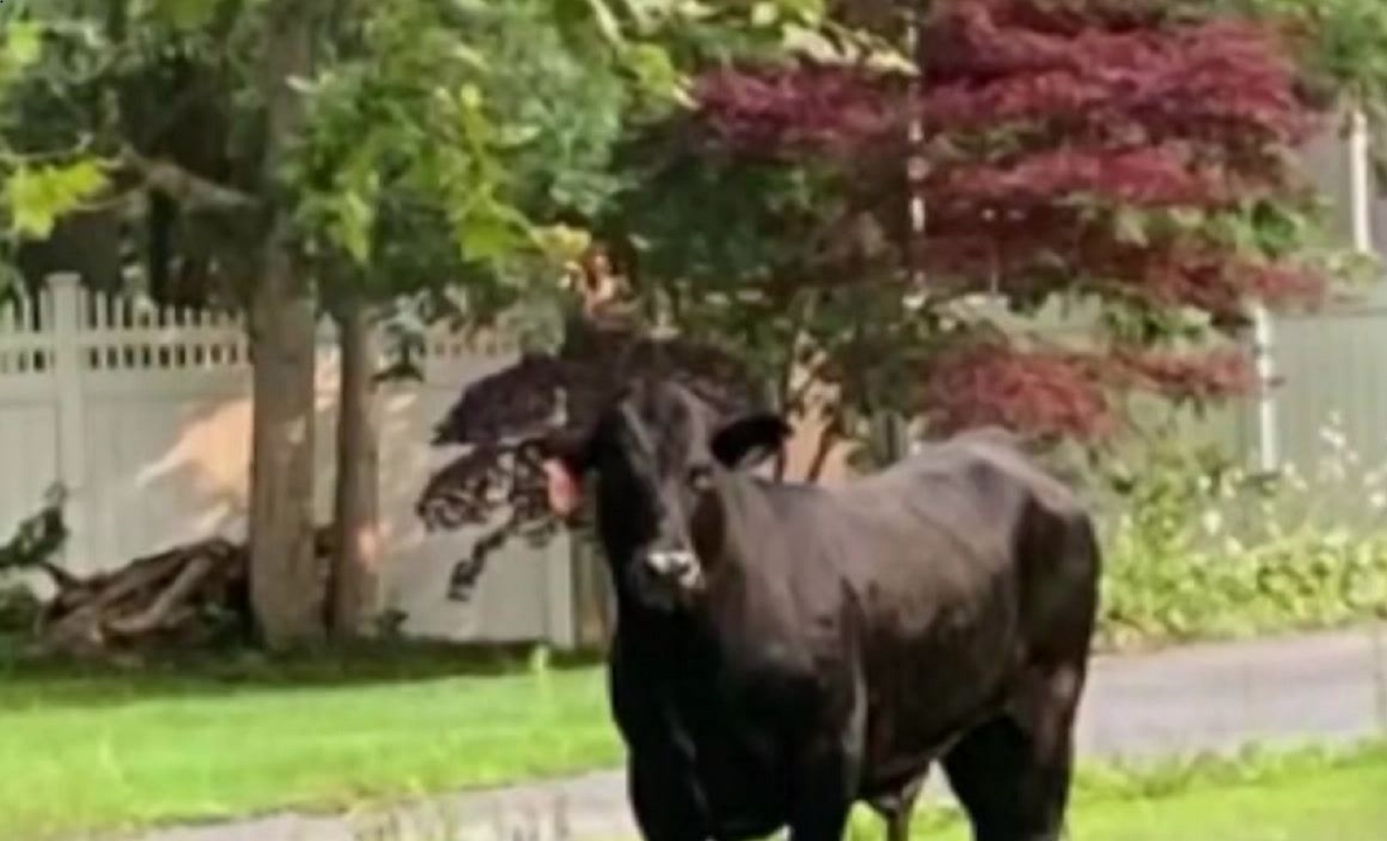 Sources Barney The Bull Captured Moved To Animal Sanctuary - News12 | Long Island
