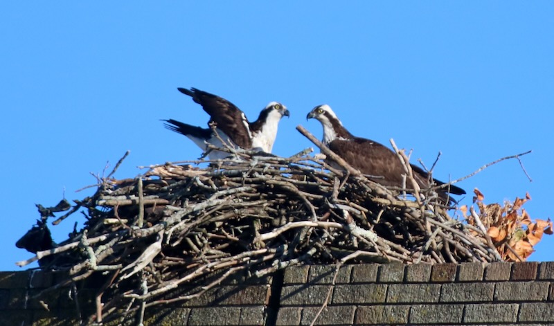 East End osprey population ‘remains strong,’ triennial survey finds - RiverheadLOCAL