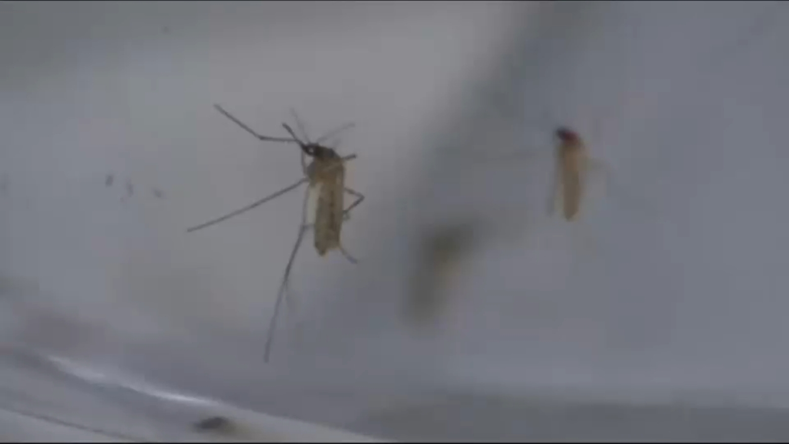 New York health department investigating case of chikungunya virus in Long Island woman - ABC7 New York